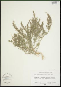 Herbarium Sheet of 